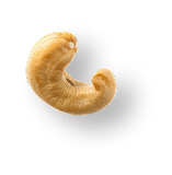 Cashew Nuts